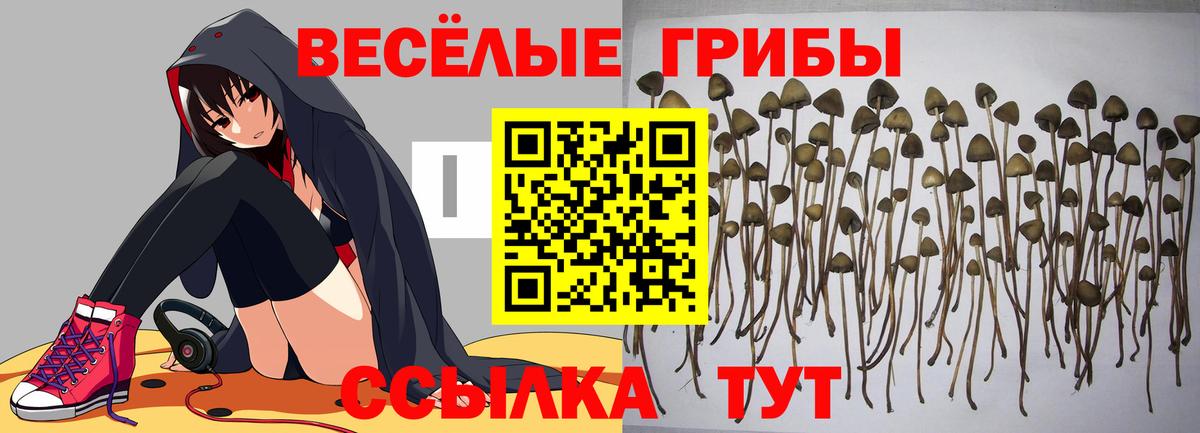 Красноярск  Галлюциногенные грибы Psilocybine cubensis  Вход с VPN 